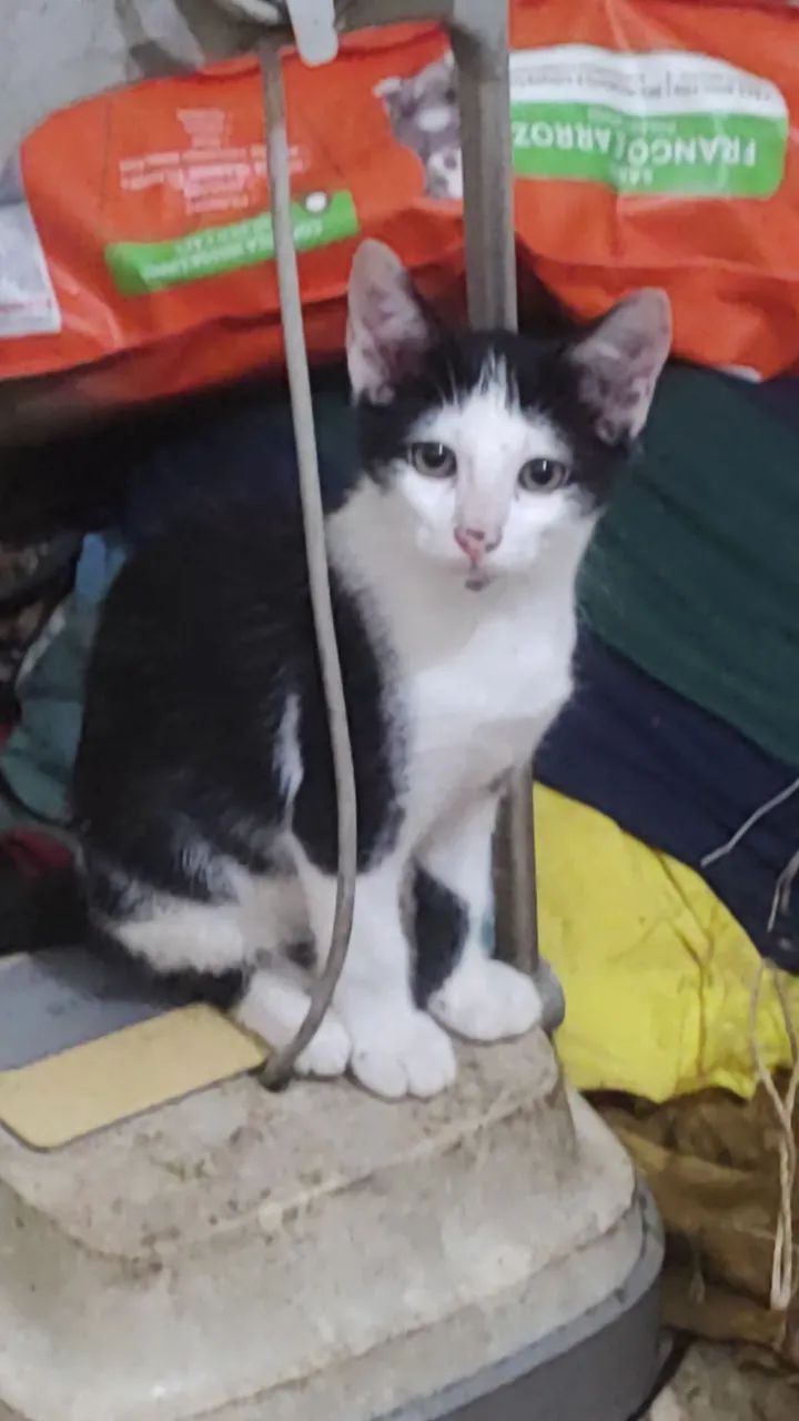 filhotes de gatinhos - Foto 3