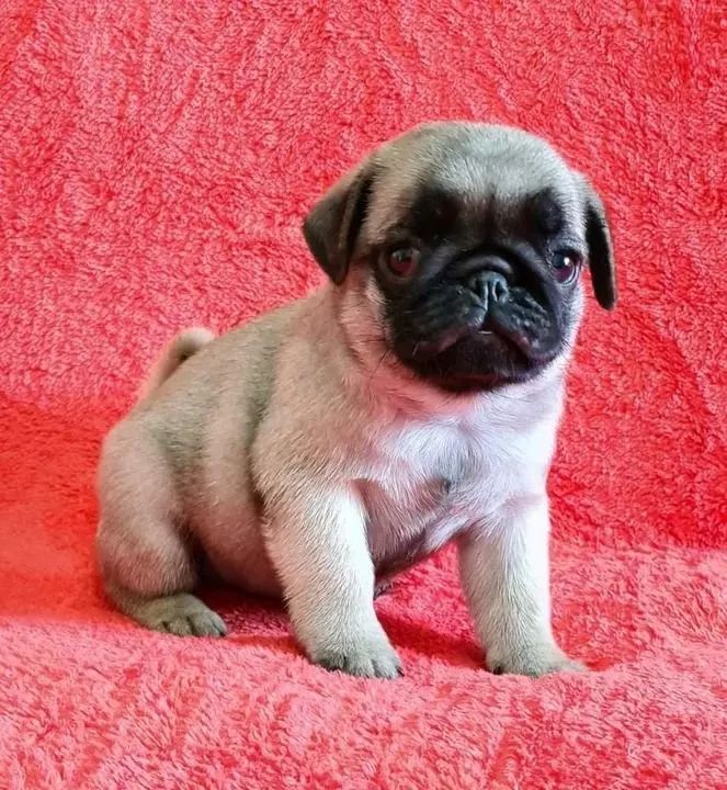 Pug Um parceiro de verdade