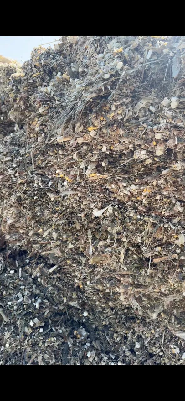 Silagem de milho. - Foto 3