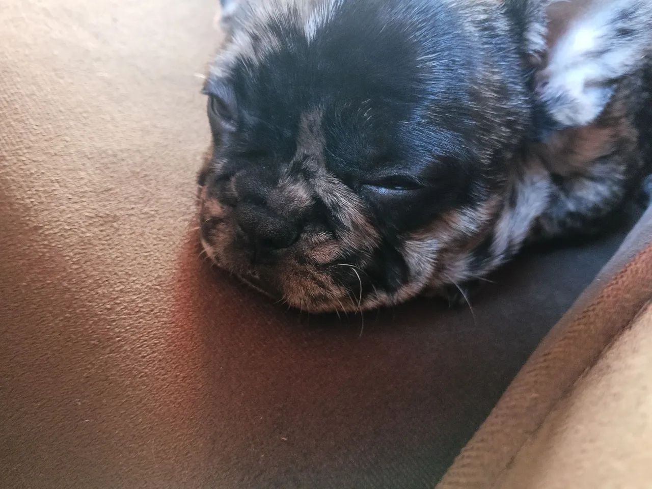 Cachorro macho  - Foto 2