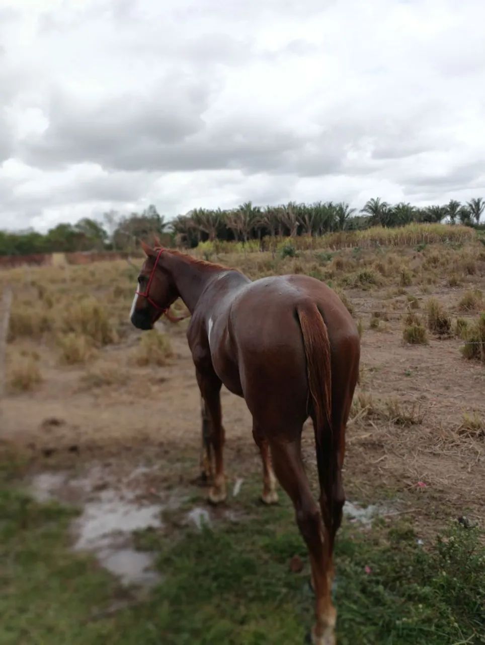 Potro a venda - Foto 2