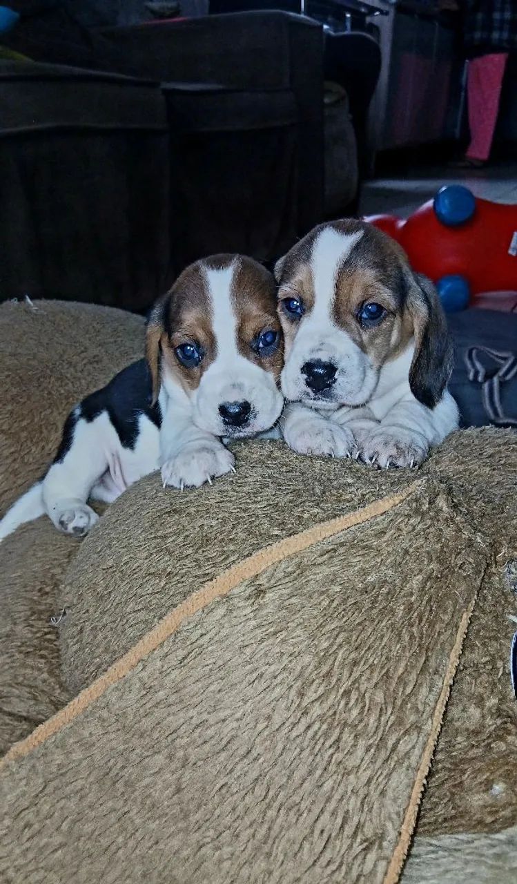 Beagle disponíveis 