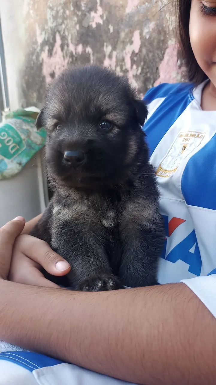 Filhotes de pastor Alemão - Foto 3