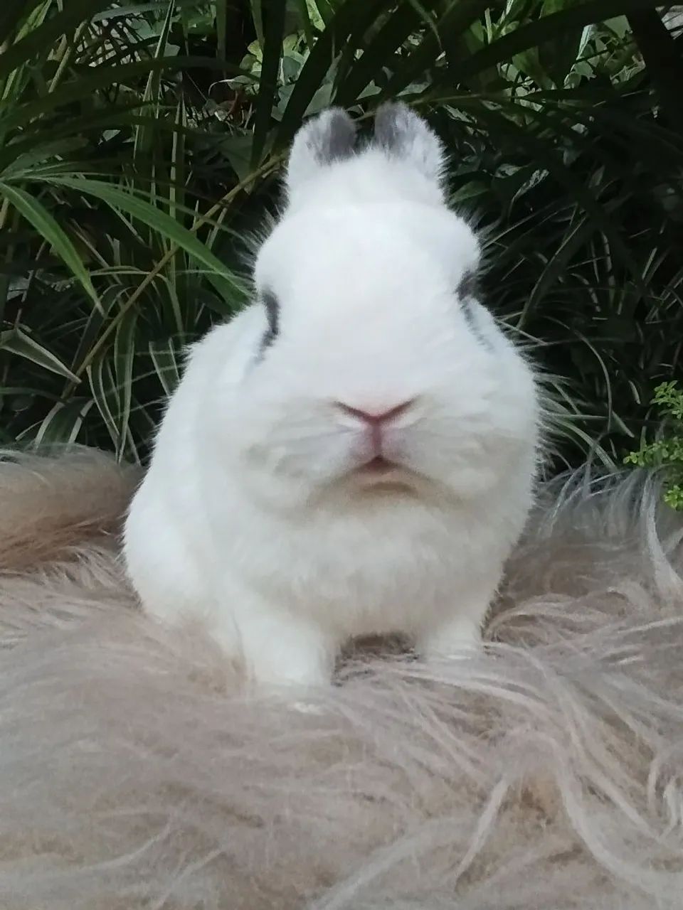 Coelho netherland Dwarf - Foto 3