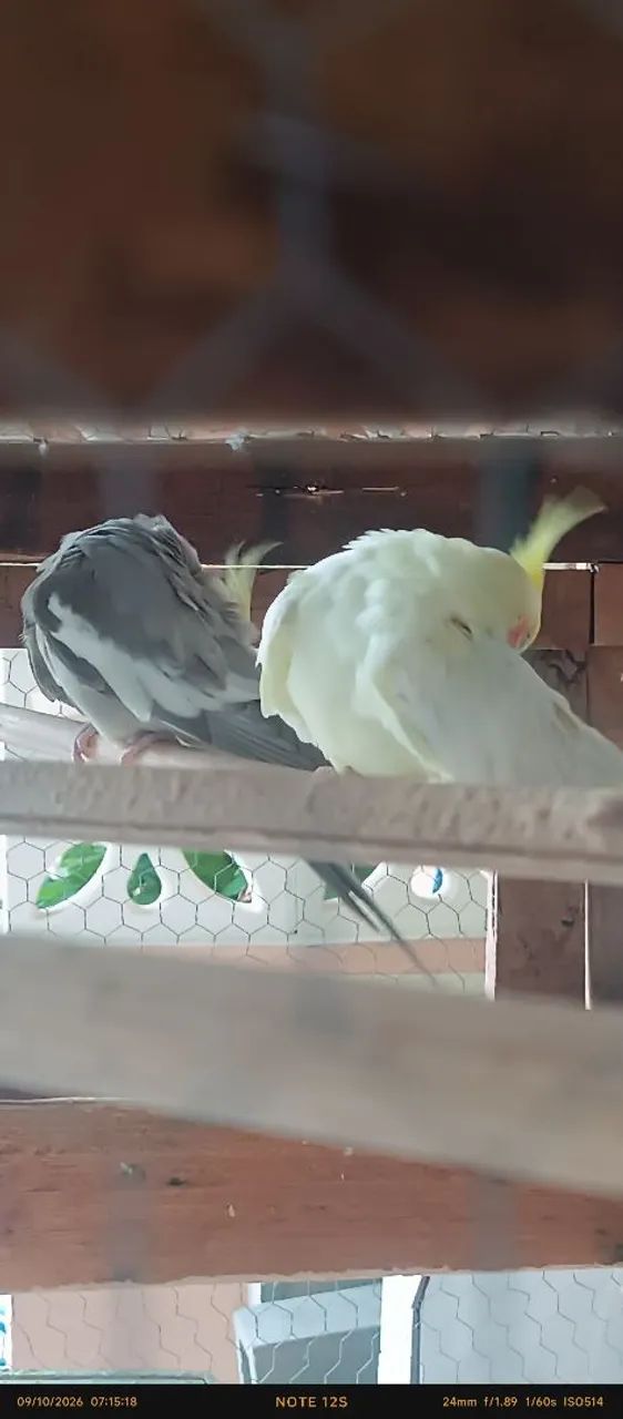 Gaiola reprodutora