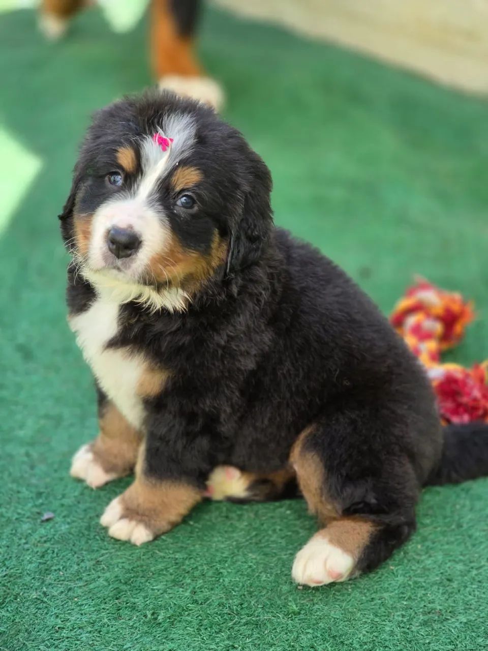 Filhotes Bernese - Foto 3