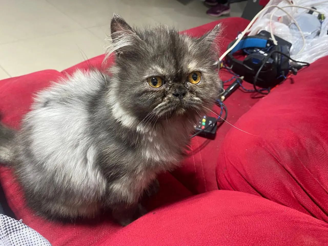 Gato Persa - Foto 2