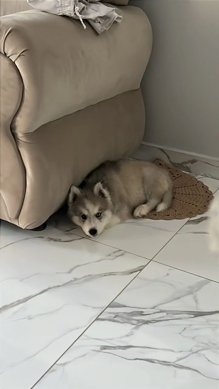 Husky Siberiano  - Foto 2