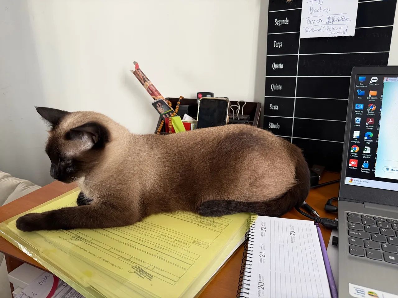Gata siamês castrada - Foto 4