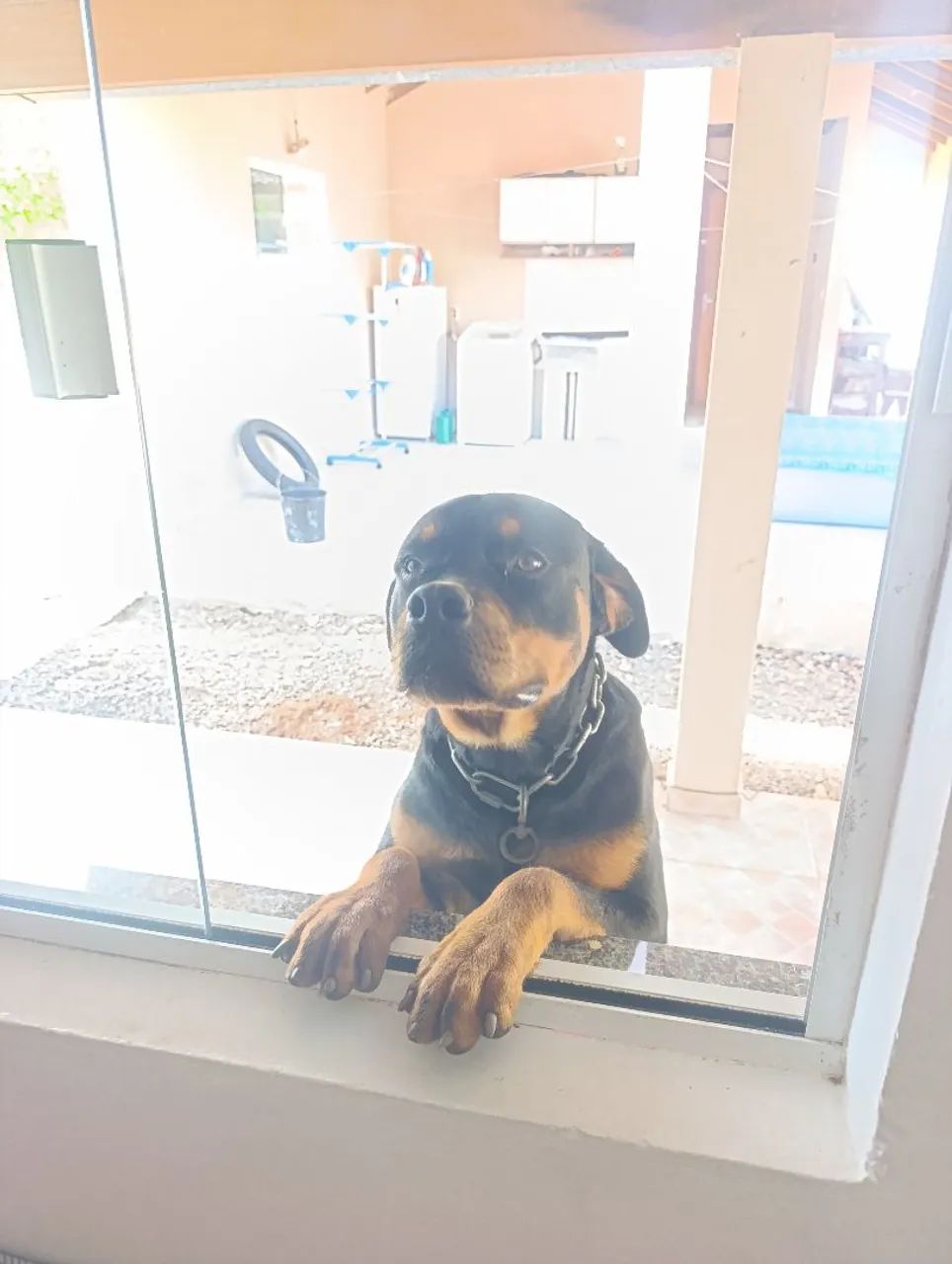 Cão rotwailer  - Foto 3