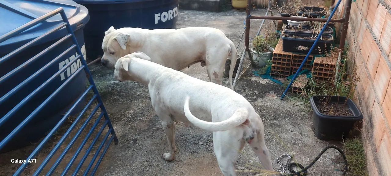 Dogo argentino top - Foto 5