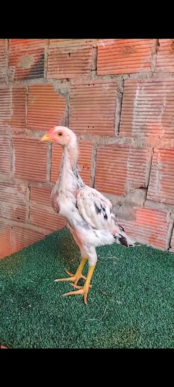 Pinto e raça  - Foto 2