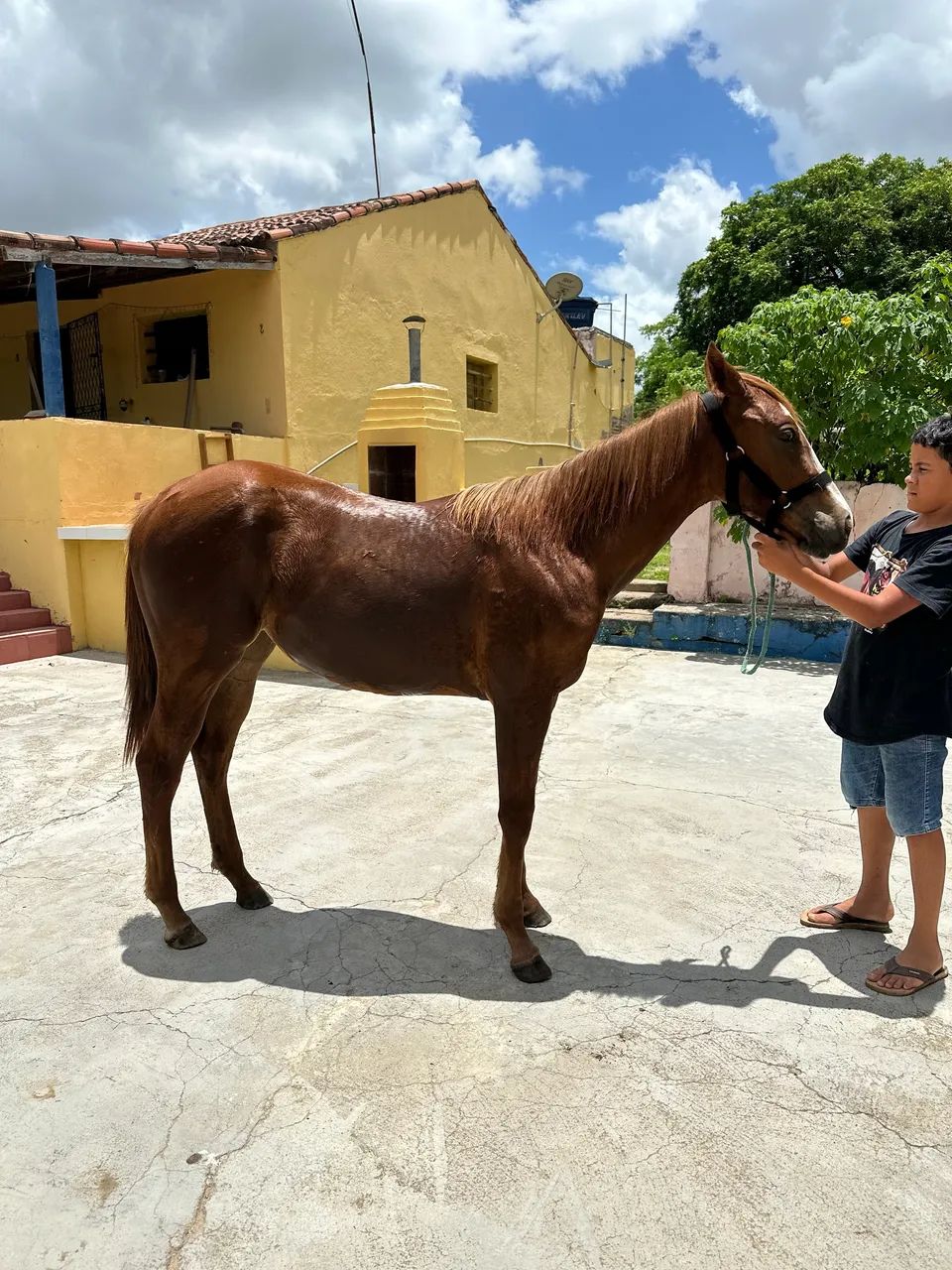 POTRA NETA DO ROXÃO 