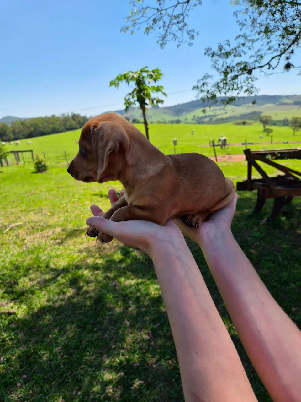Filhote Dachshund - Foto 2