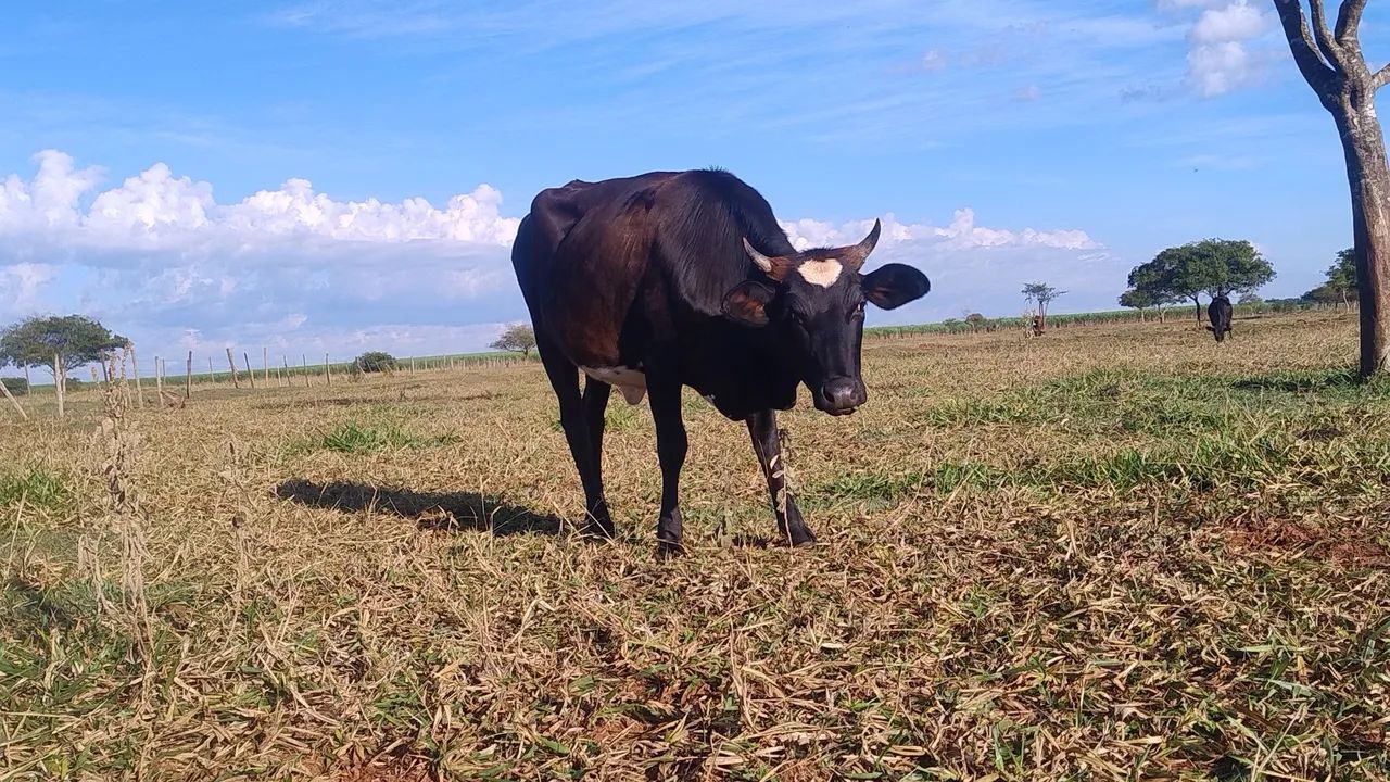 Vendo lote com 10 vacas 4 Garrotes 1 touro - Foto 4