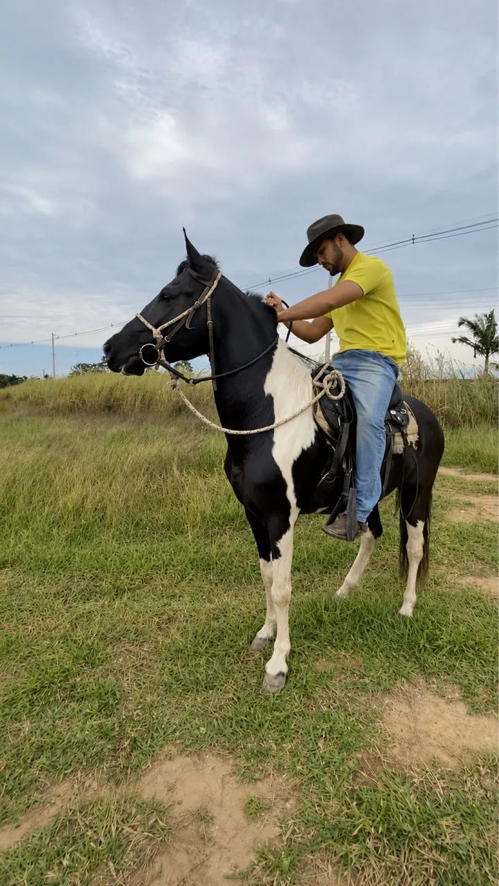 Cavalo - Foto 3