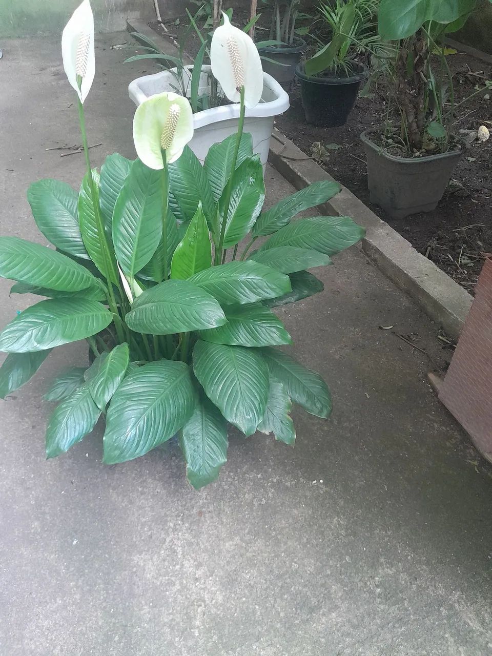 Plantas  - Foto 2