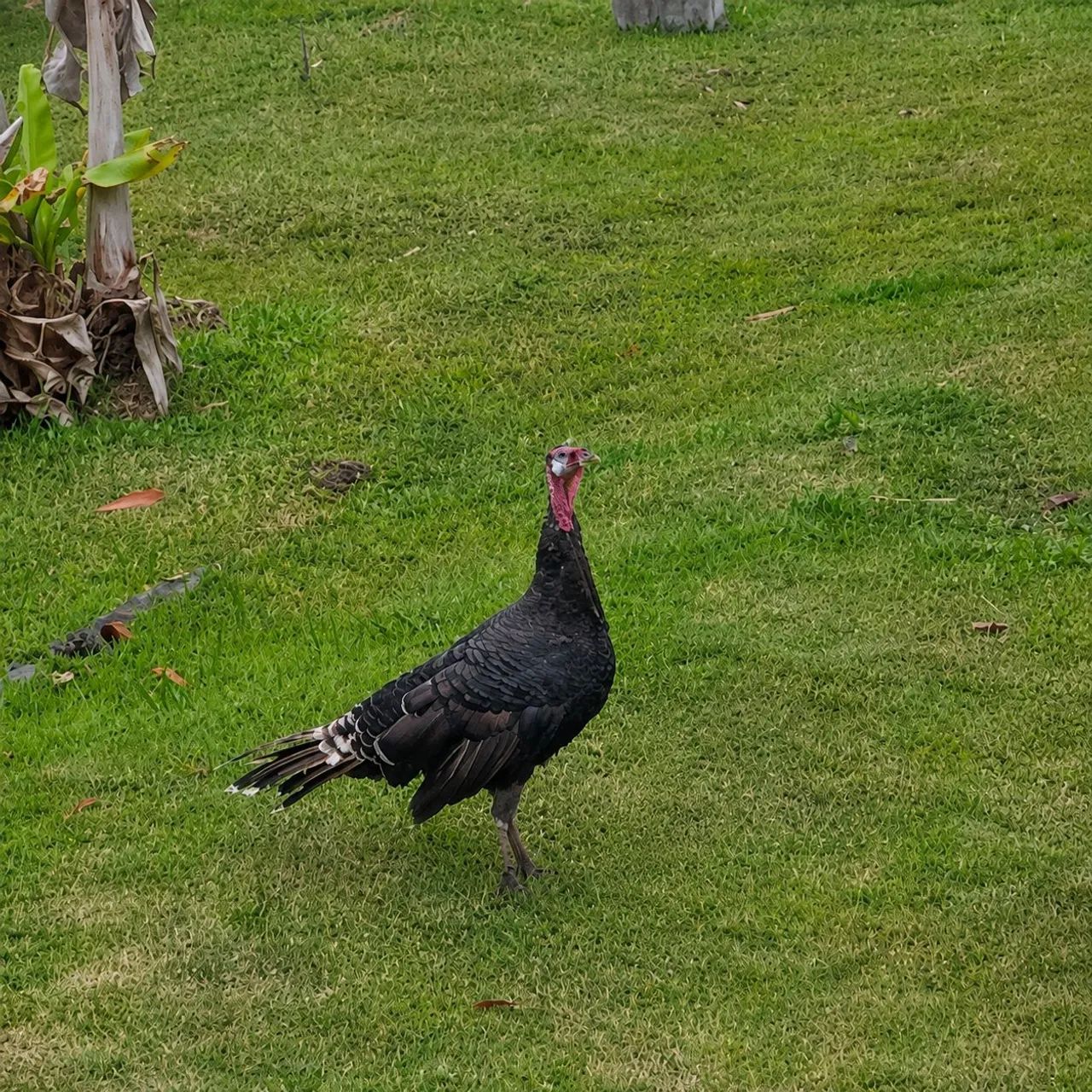 Peru e galo - Foto 2