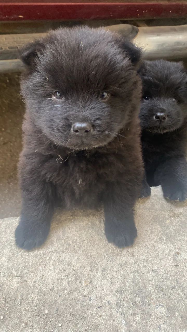 Cachorro - Foto 5