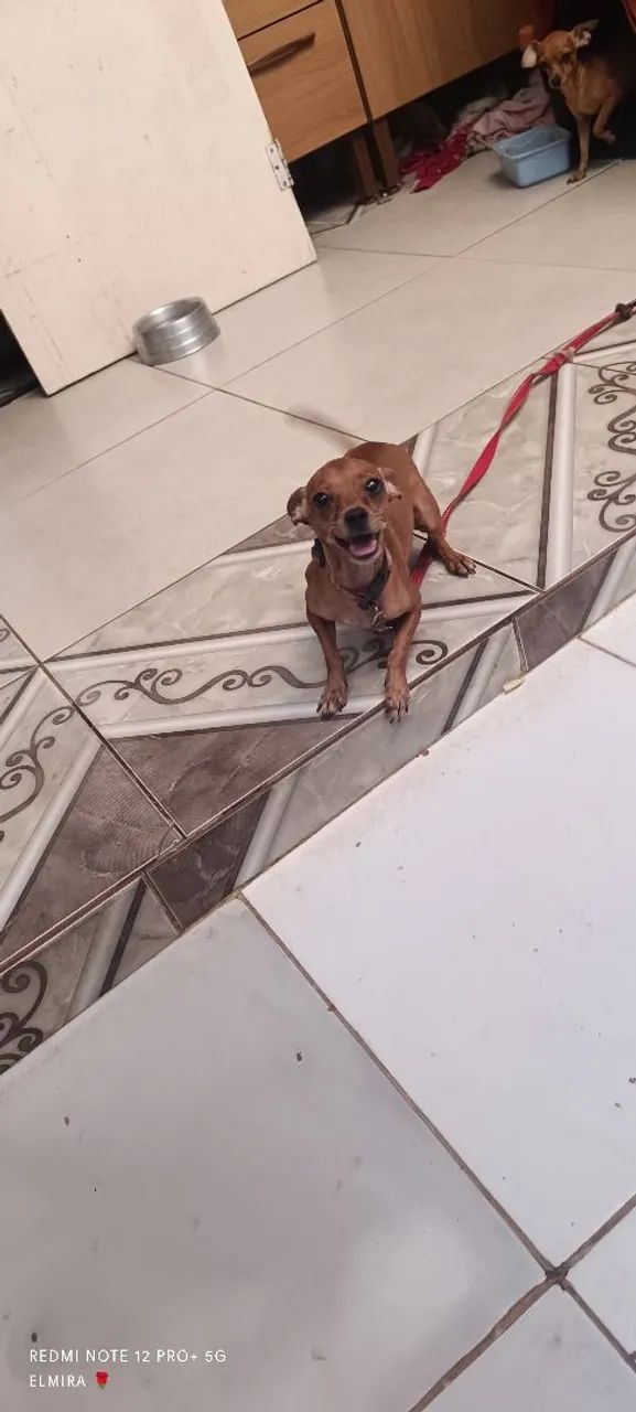 Pincher 0  - Foto 5