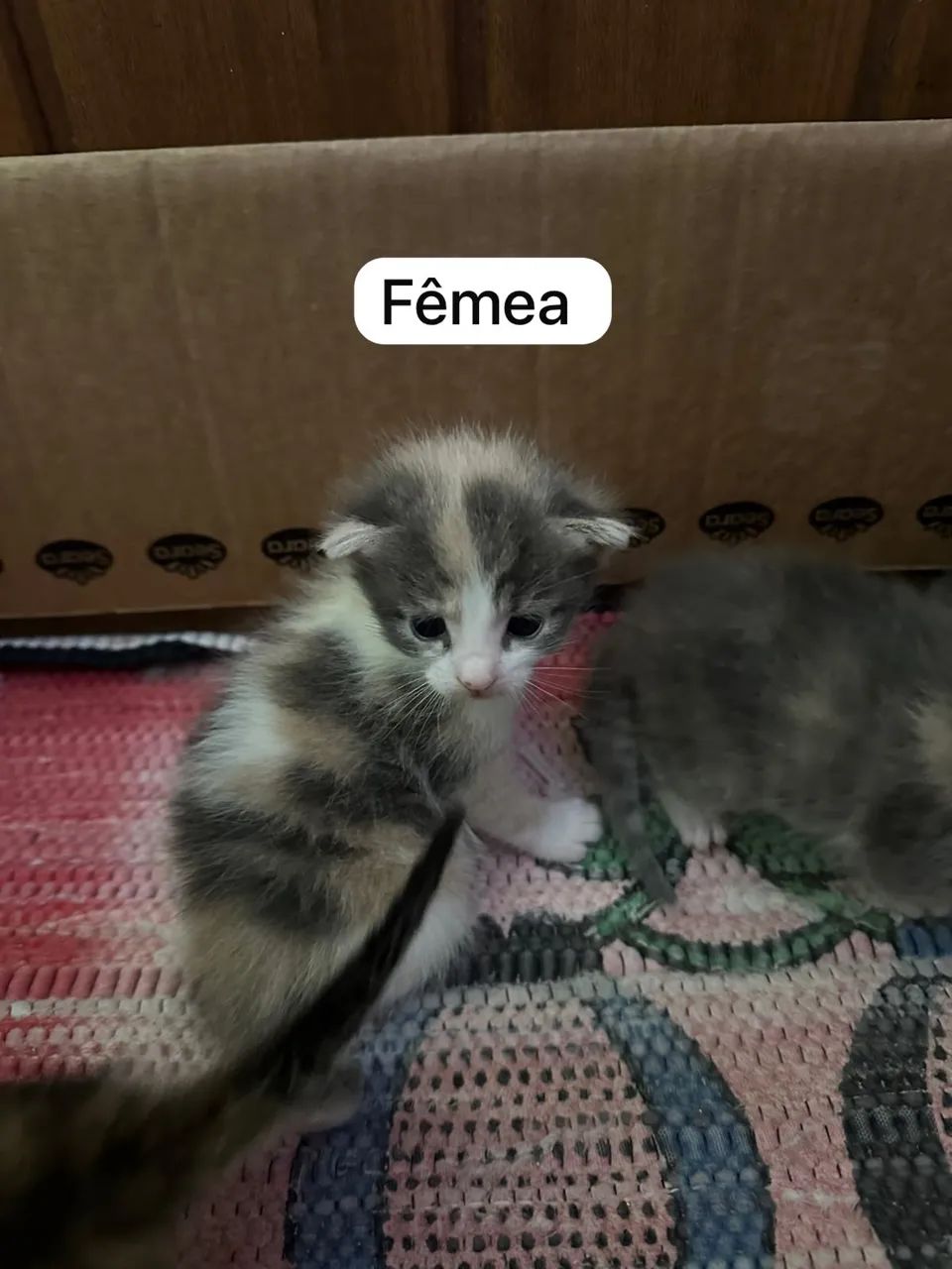 Filhotes de gato - Foto 4