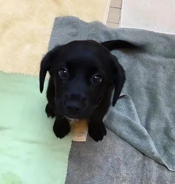 Filhote de labrador