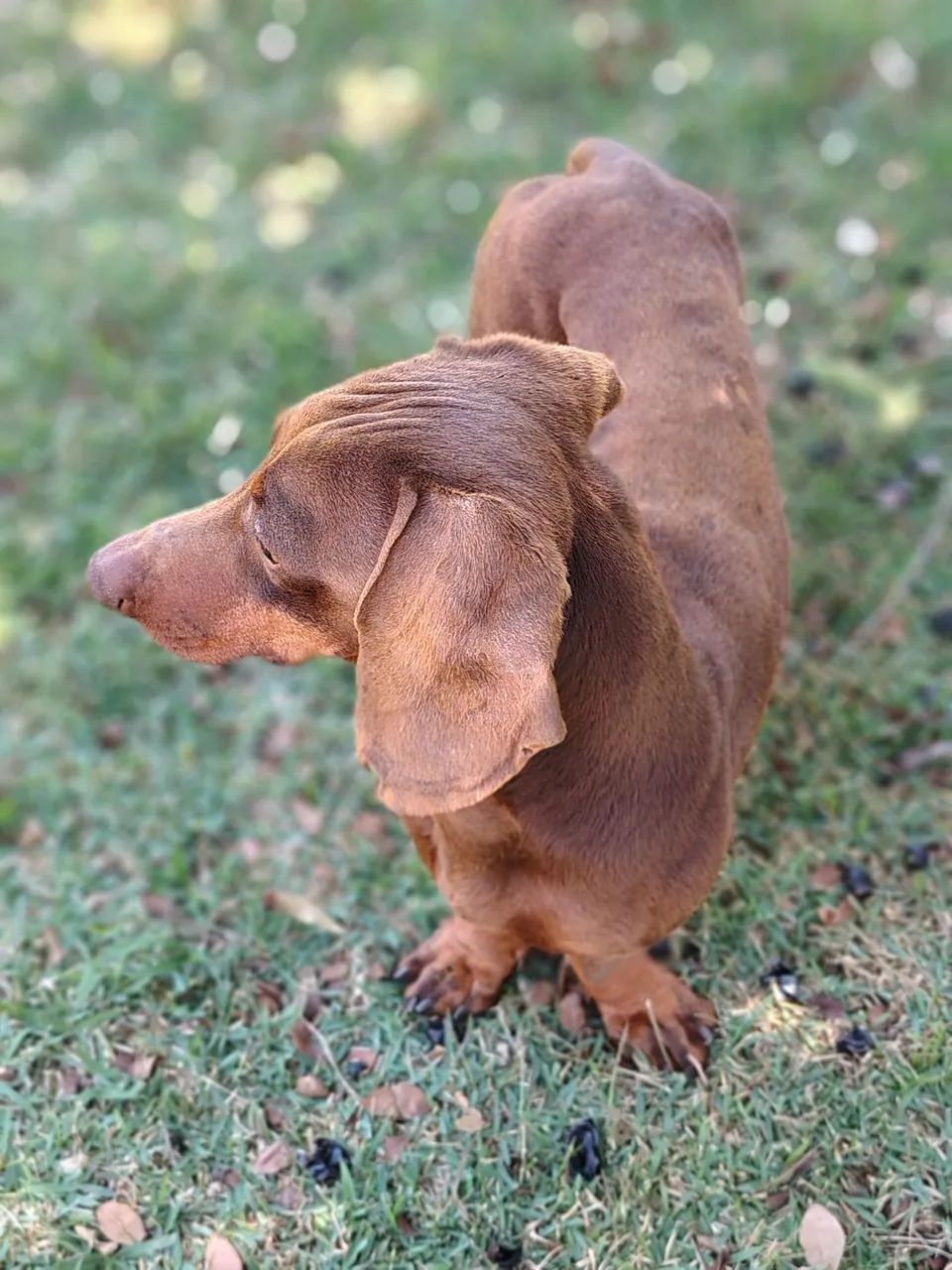 BELISSIMOS DACHSHUND, FAMOSO BASSÊ SALSICHA  - Foto 5