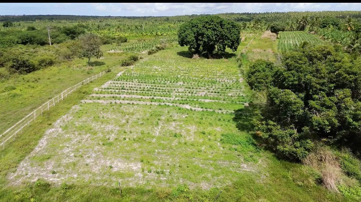 Sítio produtivo em Ceará Mirim  - Foto 4