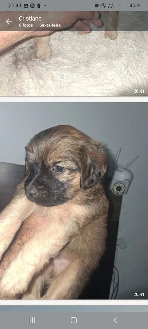 Cachorro Yorkshire  - Foto 3