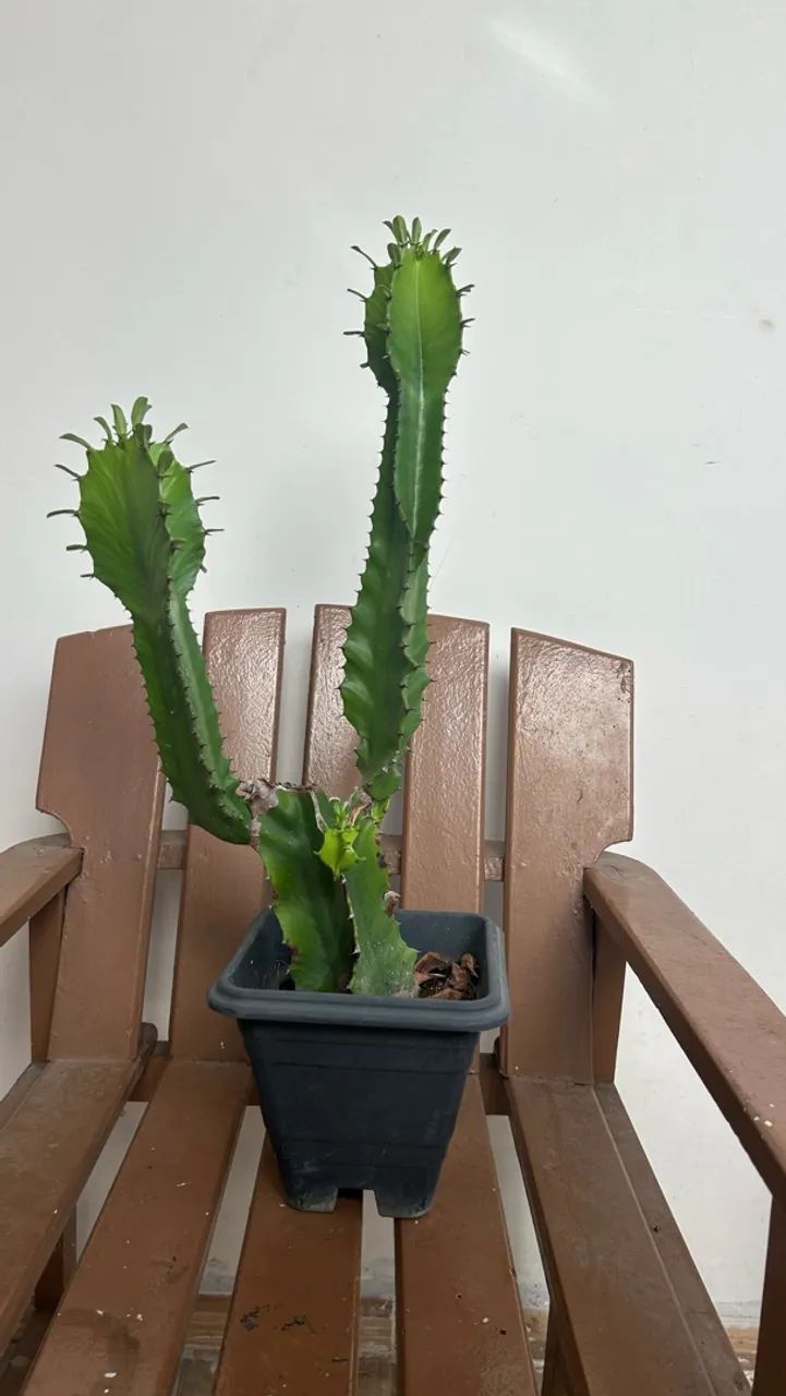 Cactos 