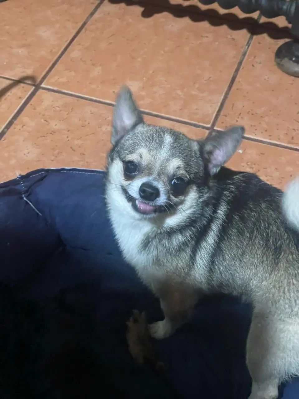 Chihuahua do México  - Foto 4