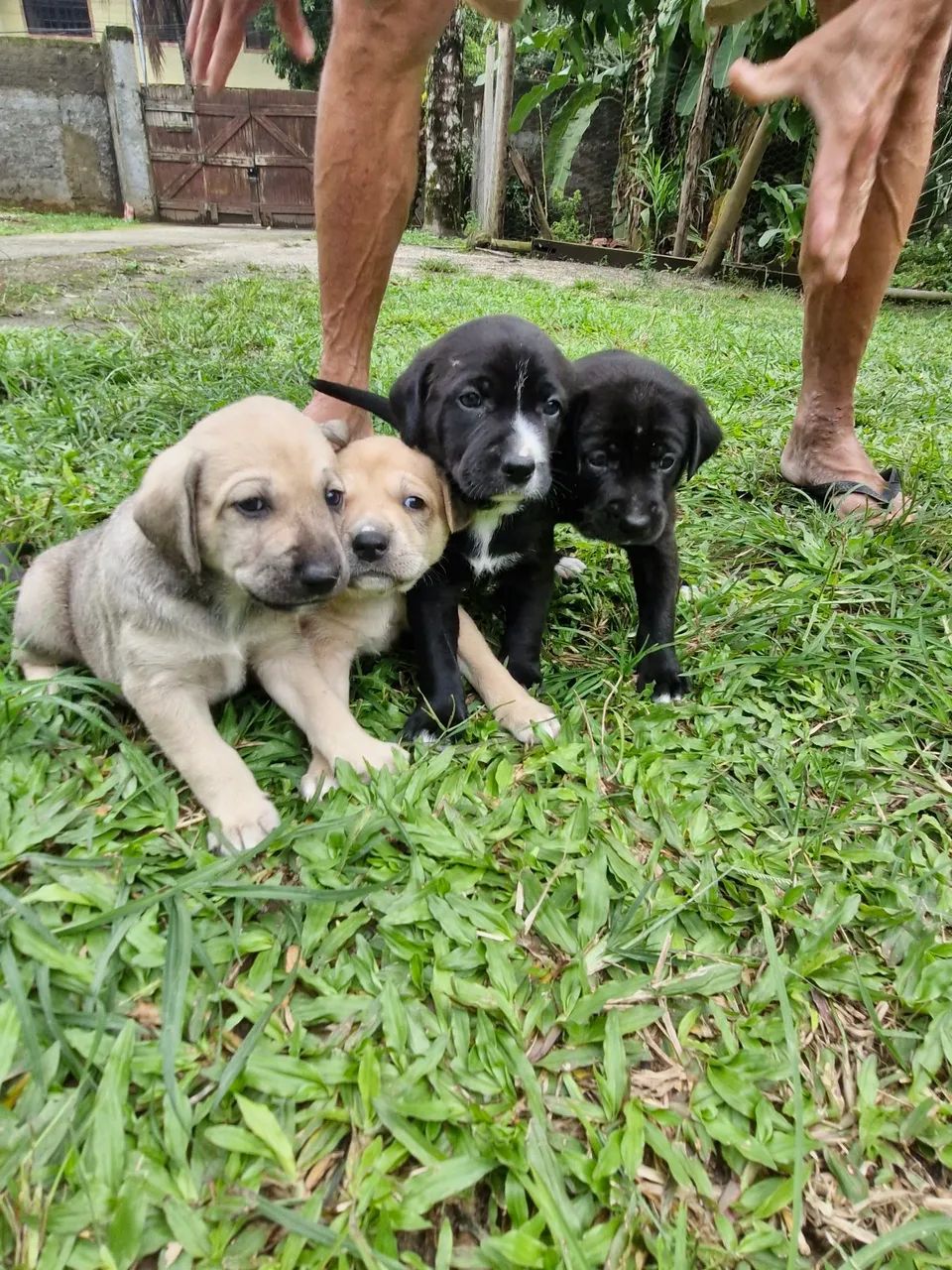 Filhotes de cachorro