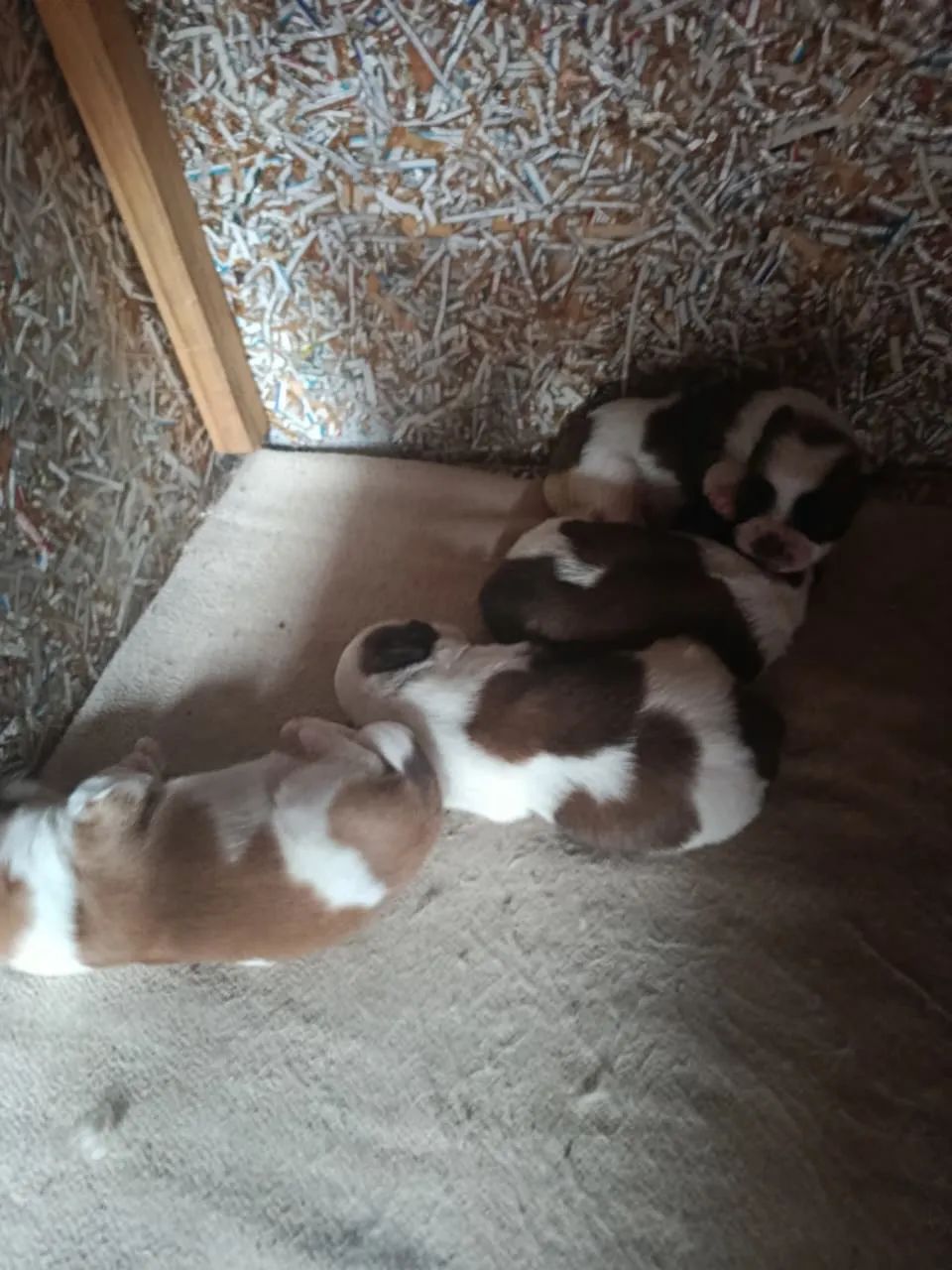 Filhotes Shih Tzu disponível 