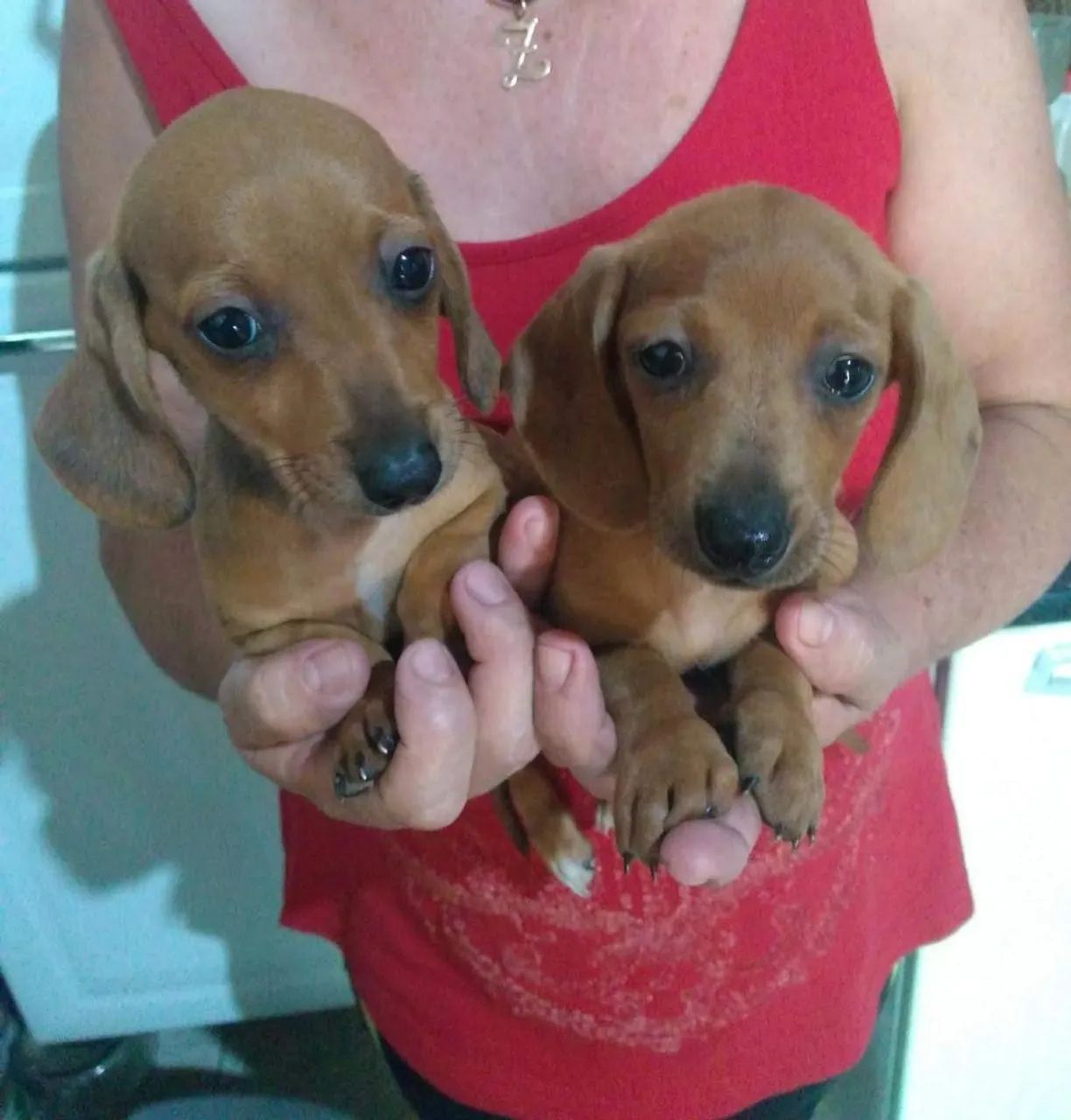 Basset teckel  - Foto 4