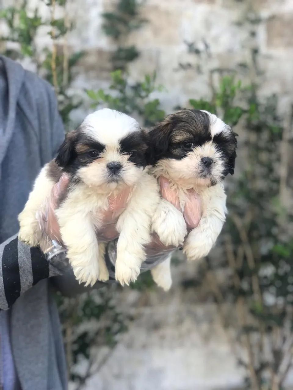 Pequenos príncipes e princesinhas de Shih Tzu
