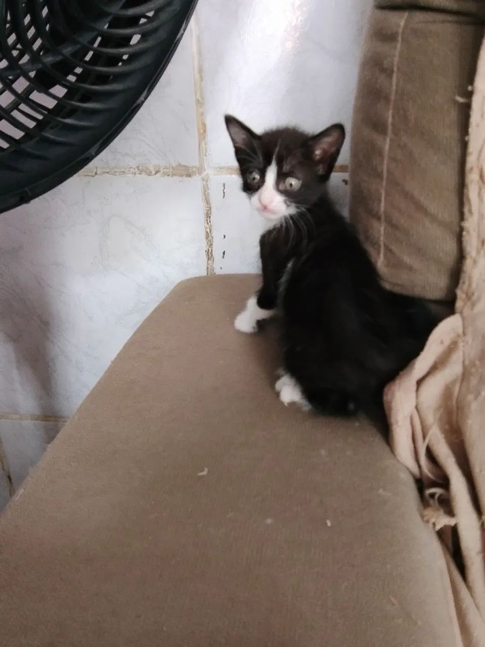 Gatos para adoção  - Foto 5