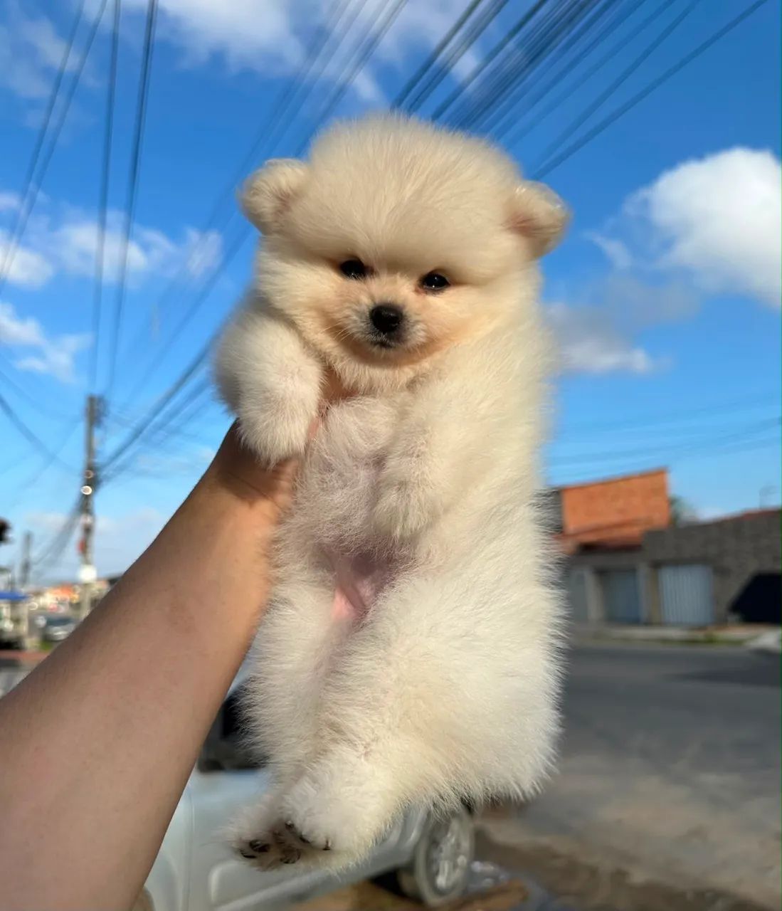 Spitz alemão  - Foto 2