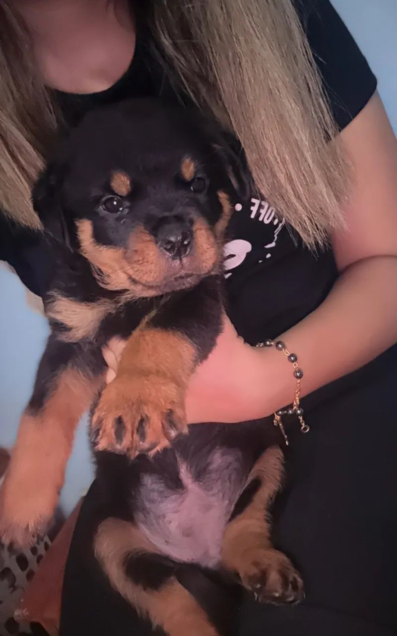 Cachorro rottweiler  - Foto 3
