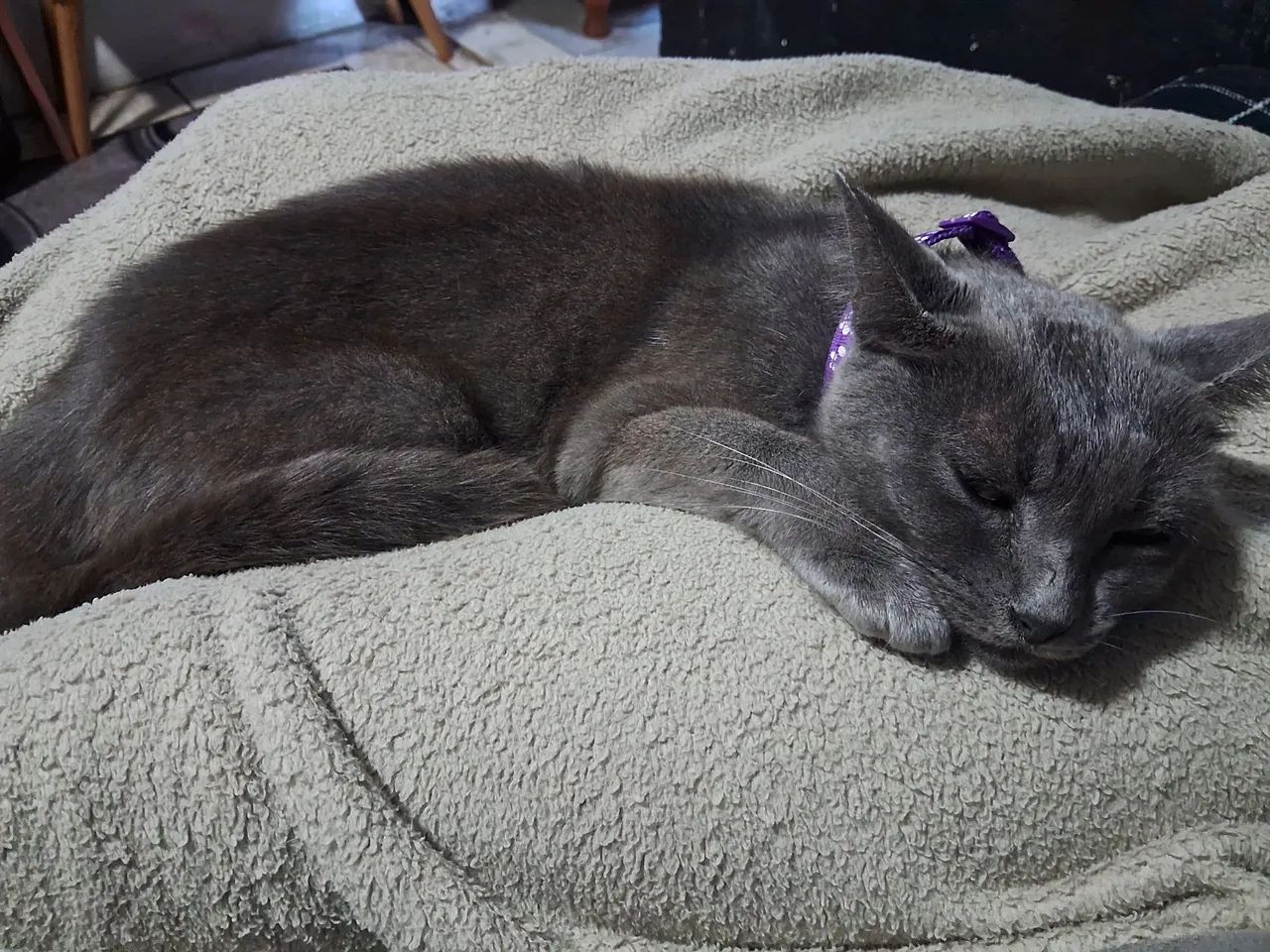 Gata cinza - Foto 3