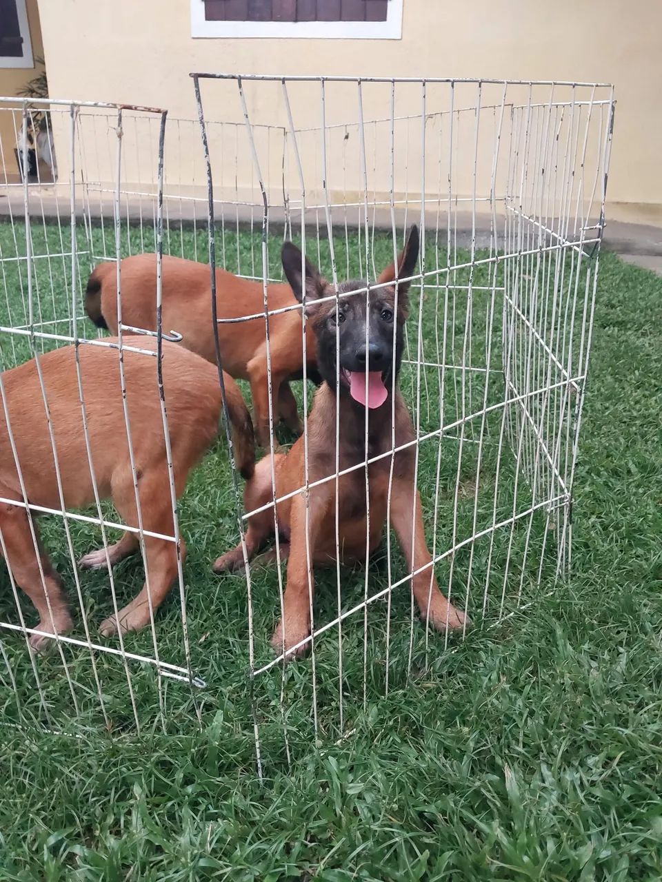 Pastor belga malinoá disponível  - Foto 5