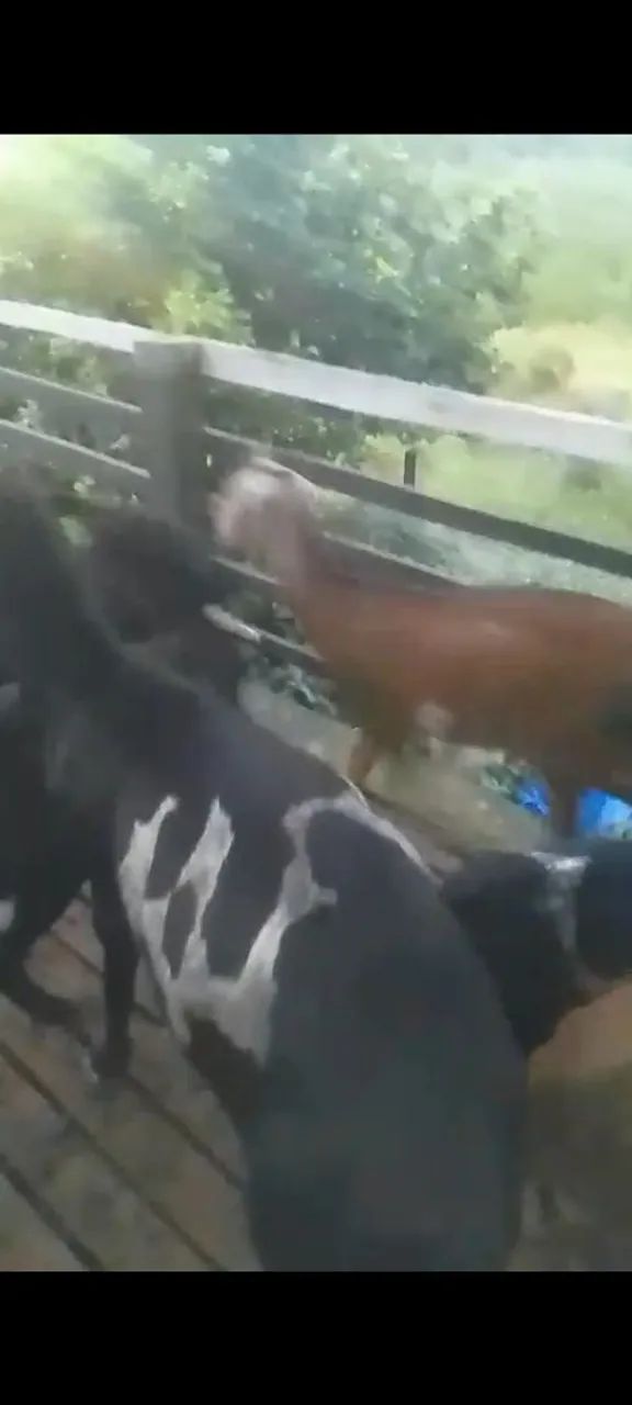 Vendo Ovelhas e Carneiro