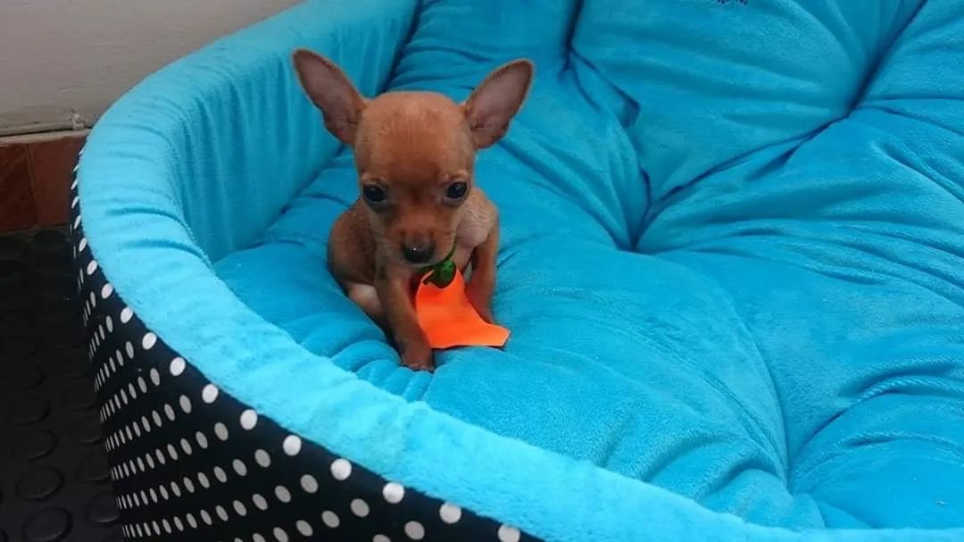 Pinscher zero maravilhoso  - Foto 2