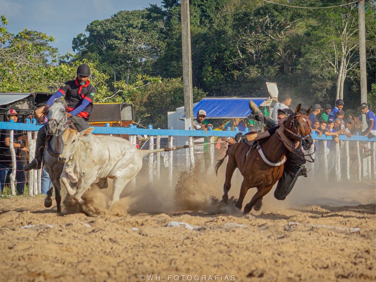Cavalo de direita  - Foto 4