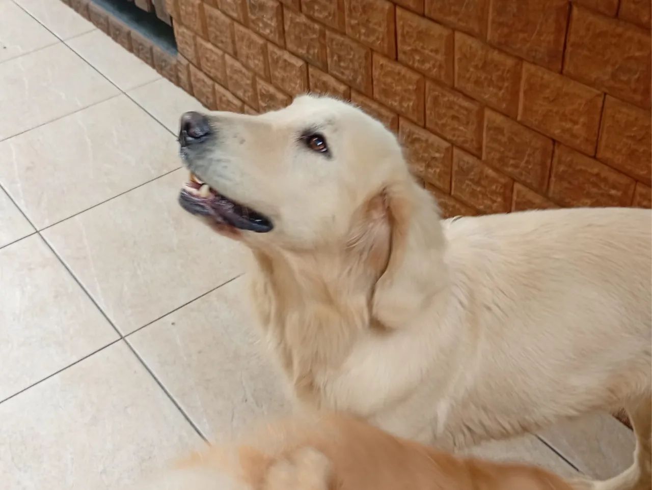 Doação de cães  - Foto 3