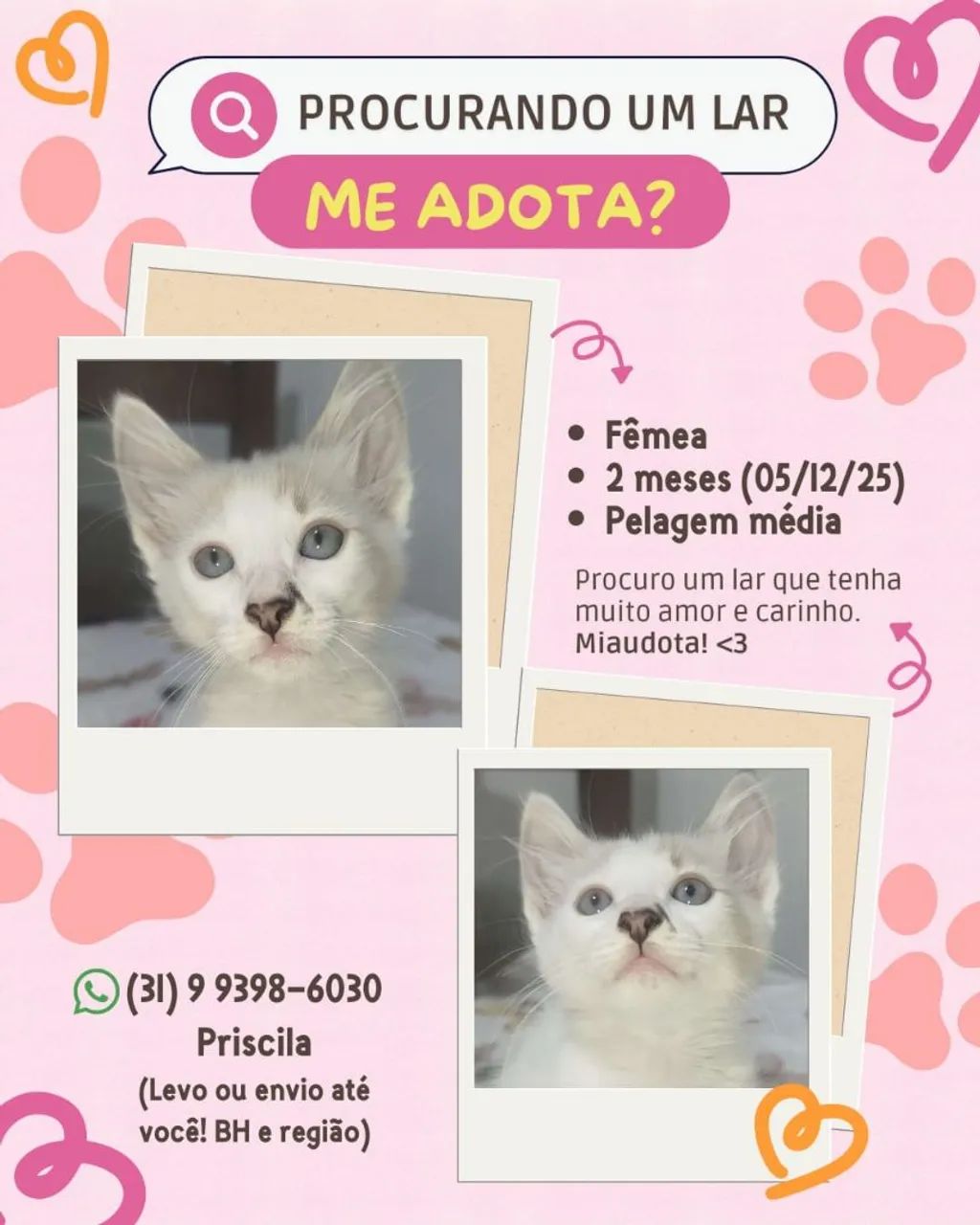 Kittens for adoption65573857691651121