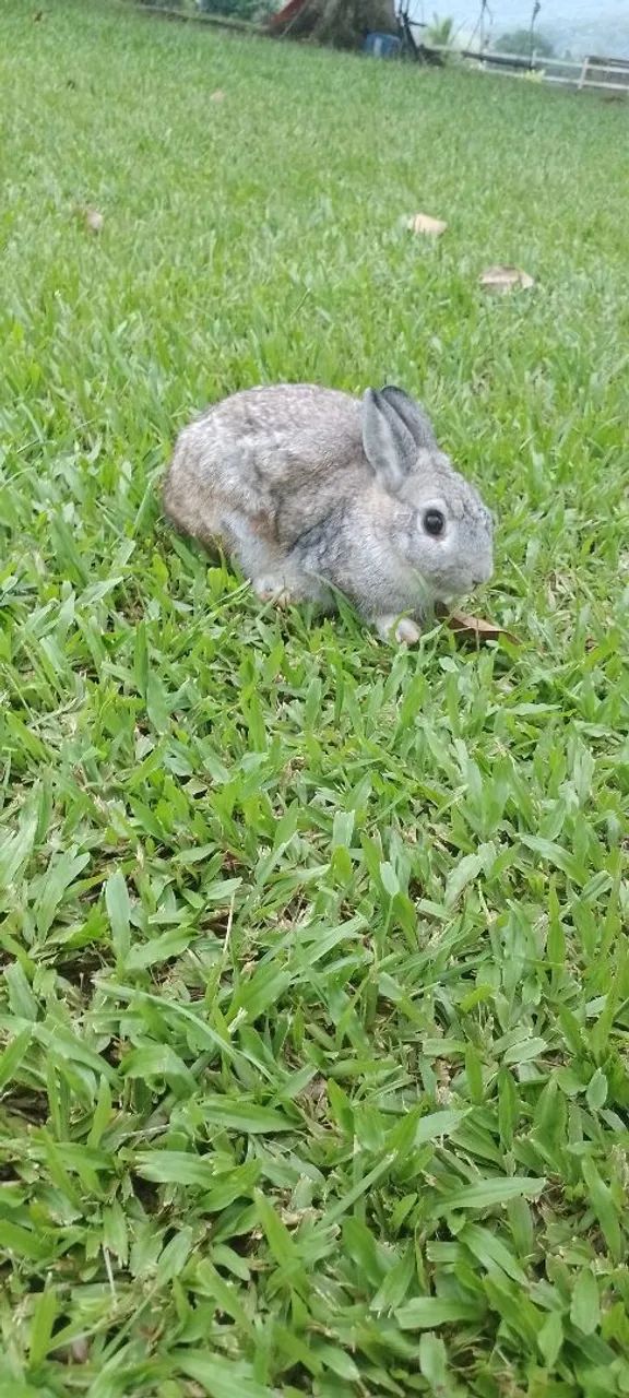 Mini coelho de netherland65580461068161121