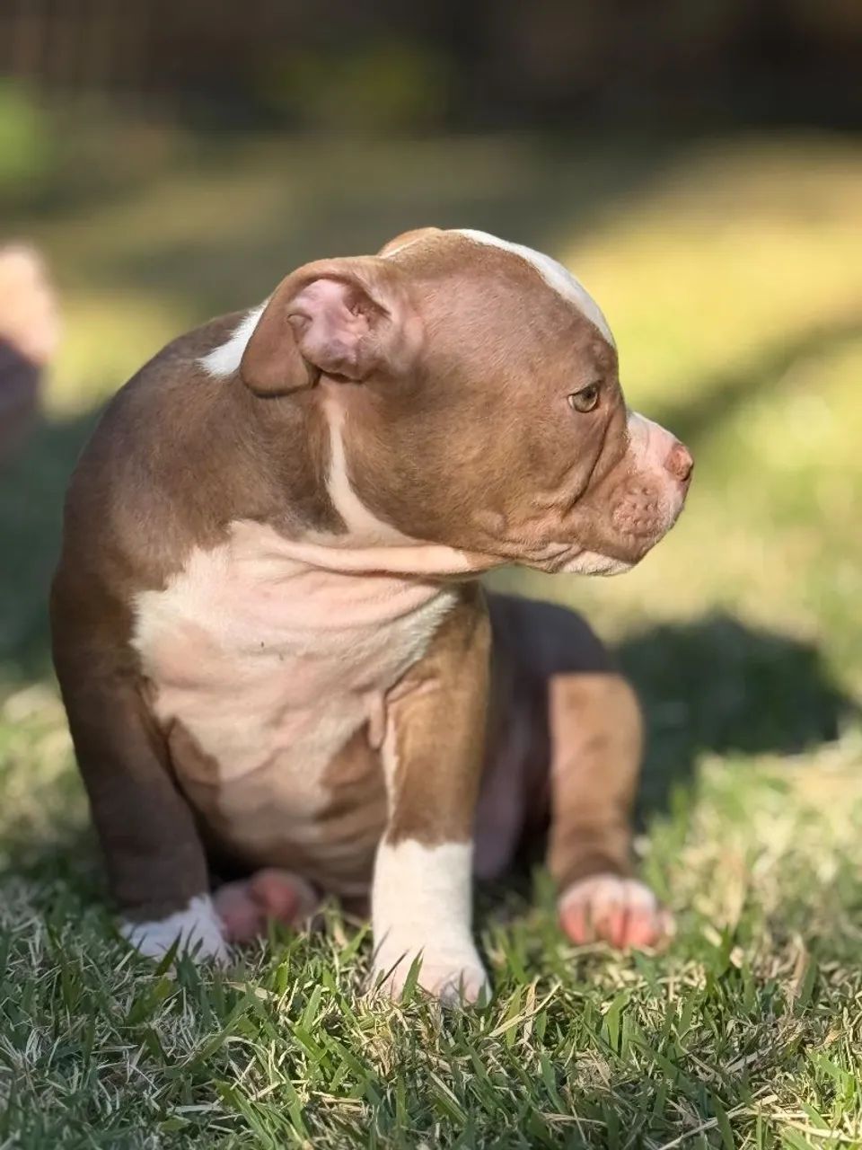 American Bully  / A Partir  - Foto 2