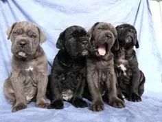 Cane Corso