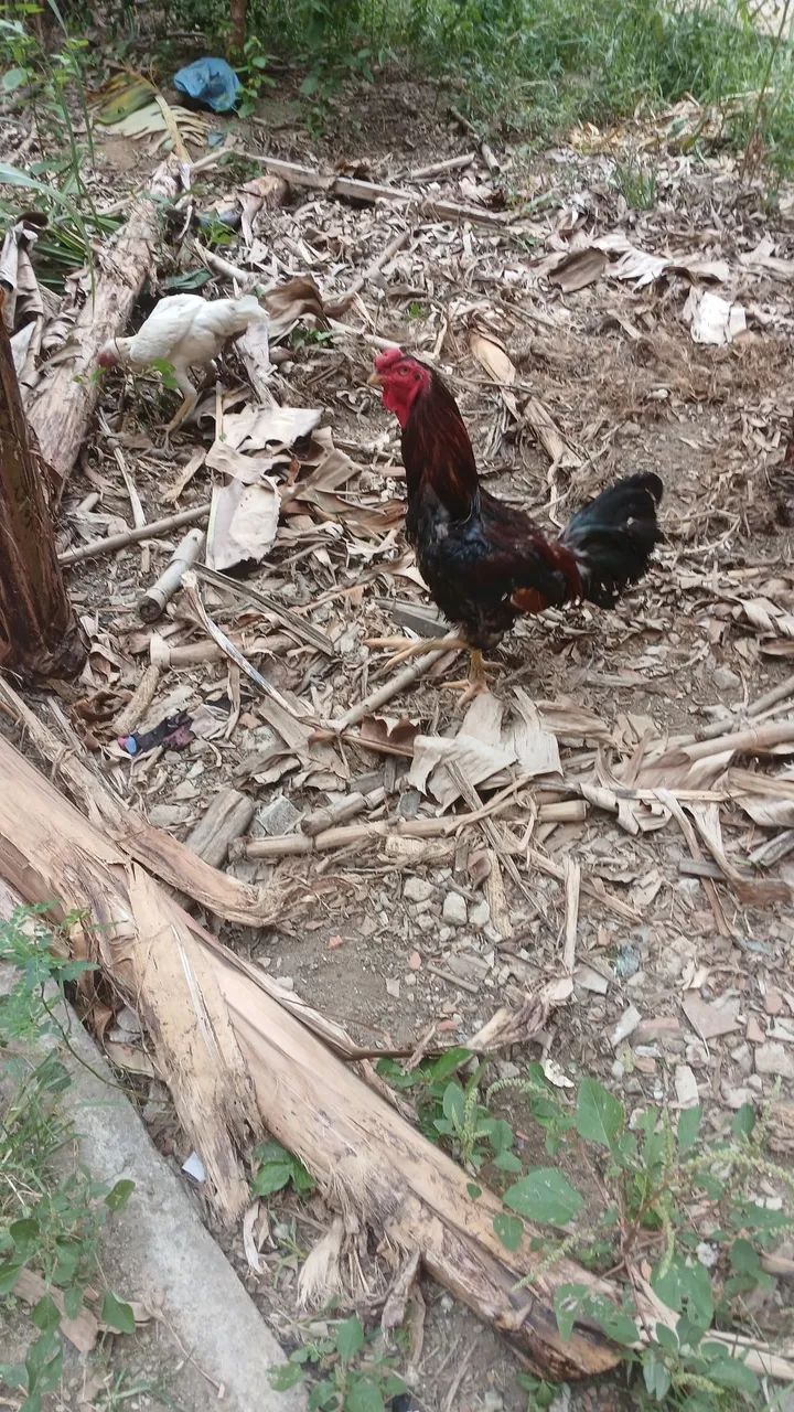 Vendo galo 