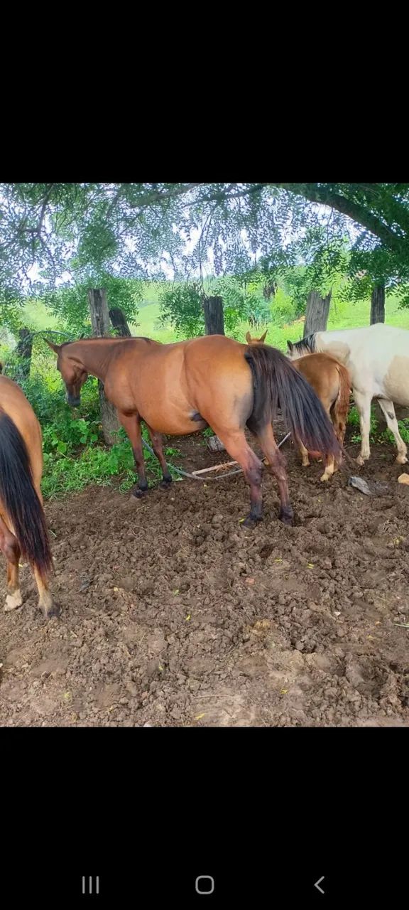 Égua mestiça QM com potro  - Foto 2